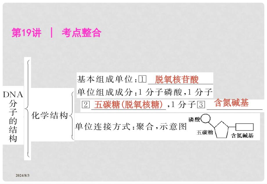 高三生物基础复习 第三单元 DNA分子的结构、复制和与基因的关系课件 新人教版必修2_第2页