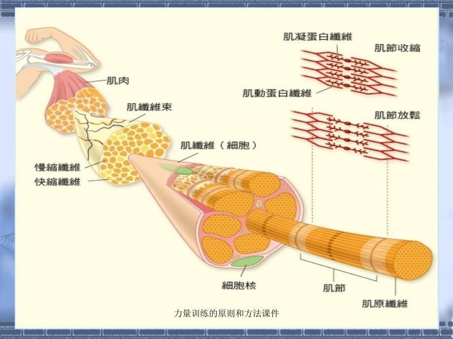 力量训练的原则和方法课件_第5页