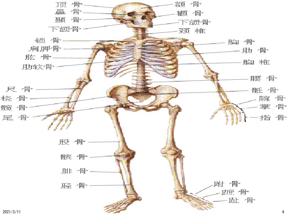 骨科的基础知识_第4页