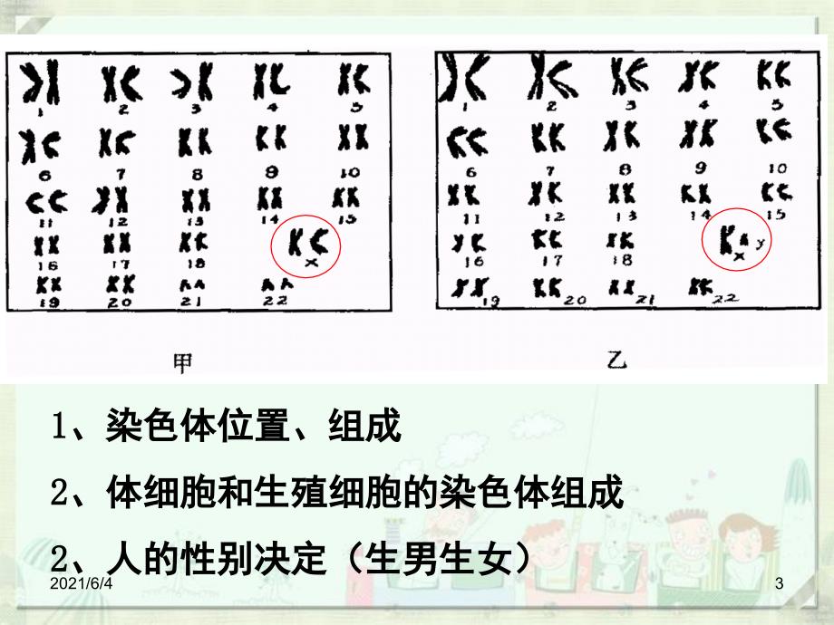 八年级下册第二章-生物的遗传和变异复习_第3页