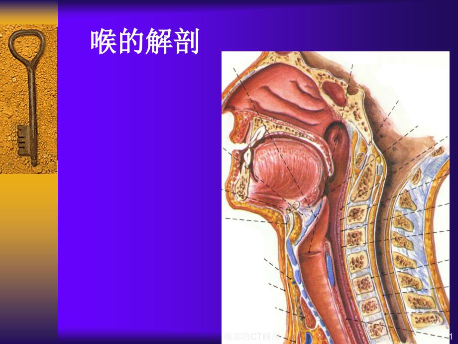 喉部的CT解剖课件_第1页