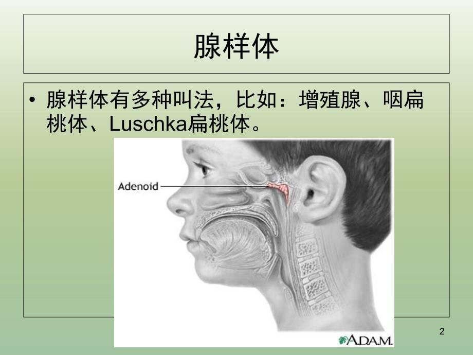 儿童腺样体肥大的X线摄片影像表现及诊断标准课堂PPT_第2页