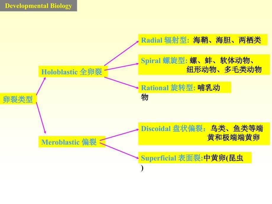 发育生物学课件2cleavag_第5页