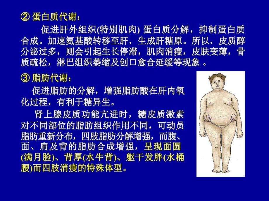 生理学课件：第六节 肾上腺内分泌_第5页