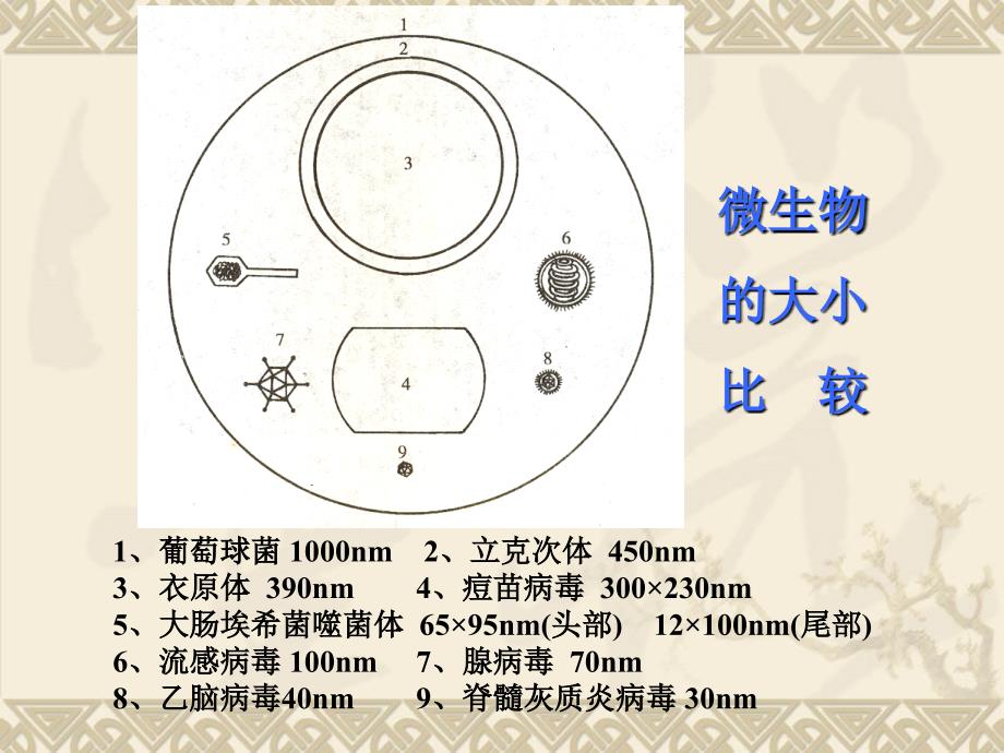 《病毒的基本性状》PPT课件_第2页