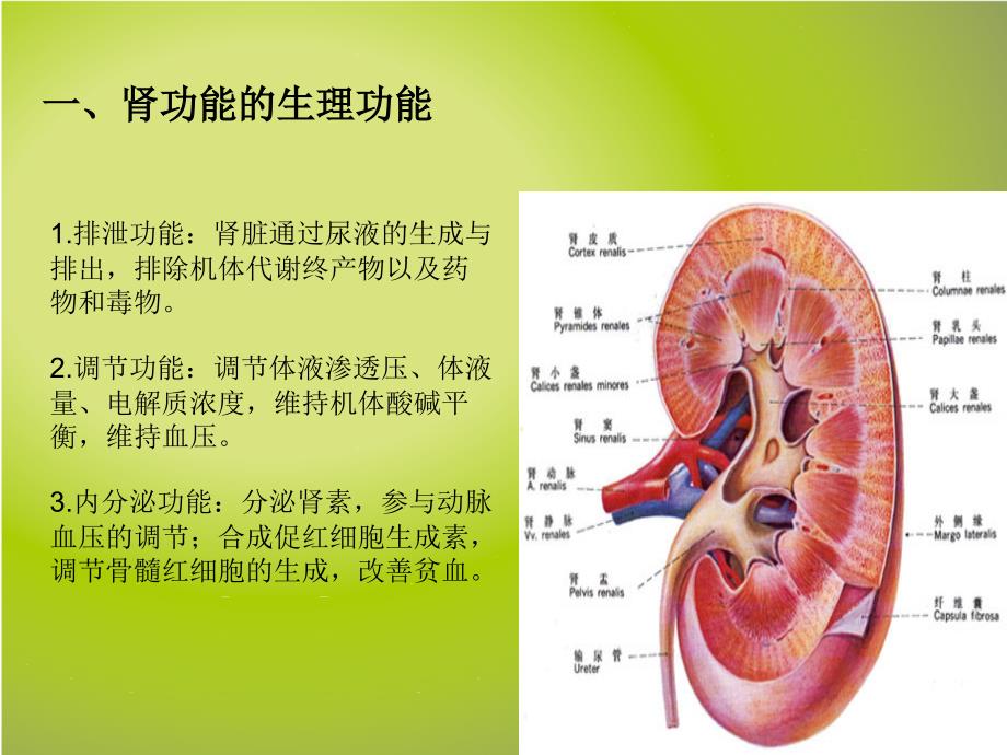 肾功能不全者的中药应用_第2页