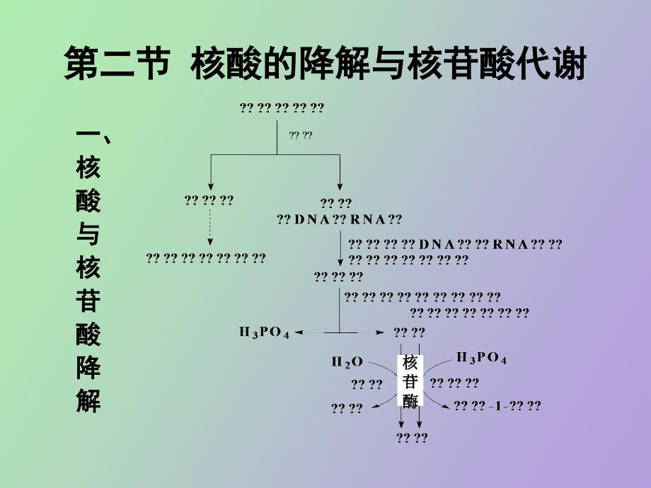 生物化学核苷酸代谢_第3页