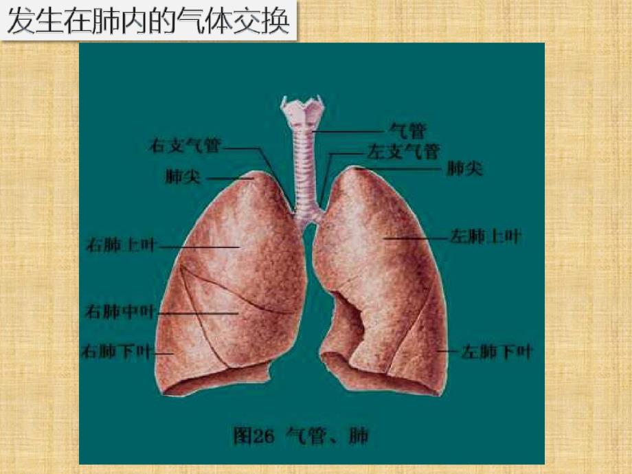 初中七年级生物下册432发生在肺内的气体交换名师优质课件1新版新人教版_第3页