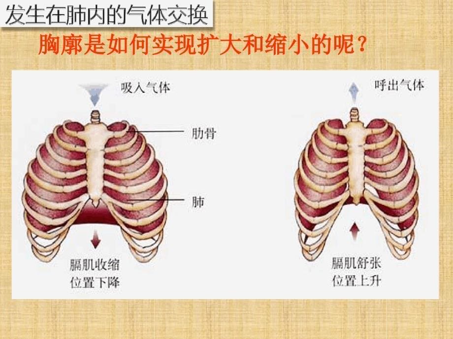 初中七年级生物下册432发生在肺内的气体交换名师优质课件1新版新人教版_第5页