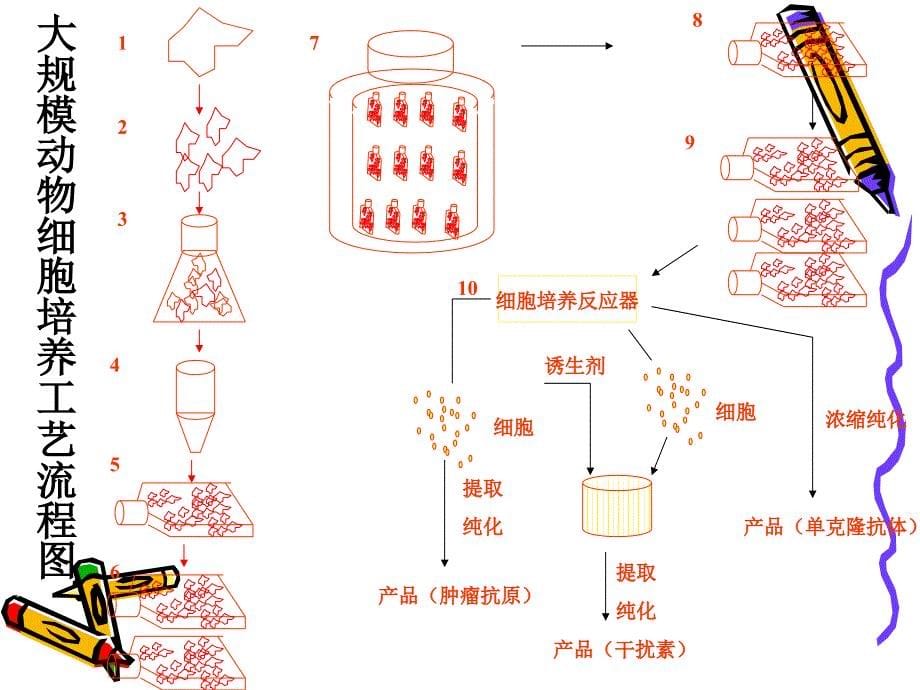 动物细胞大规模培养.ppt_第5页