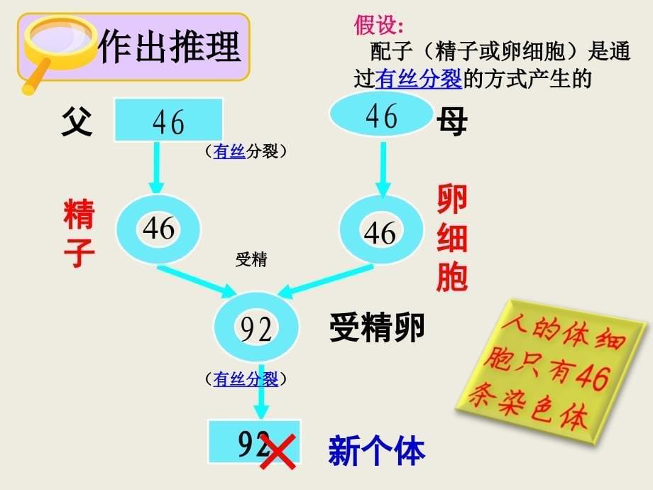 人教版教学精子与卵细胞的形成课件_第5页