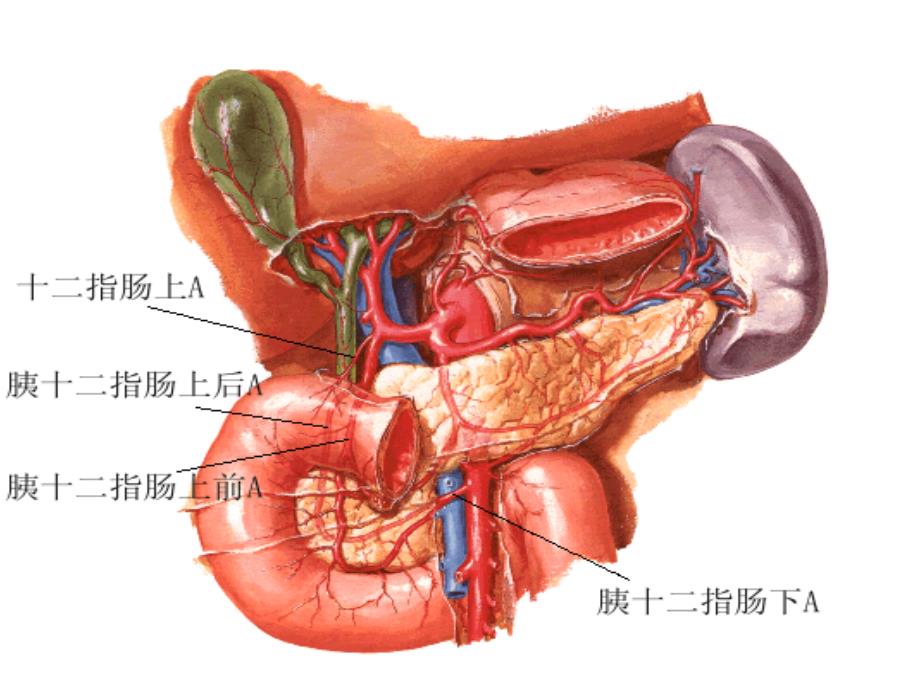 十二指肠淤积症课件_第4页