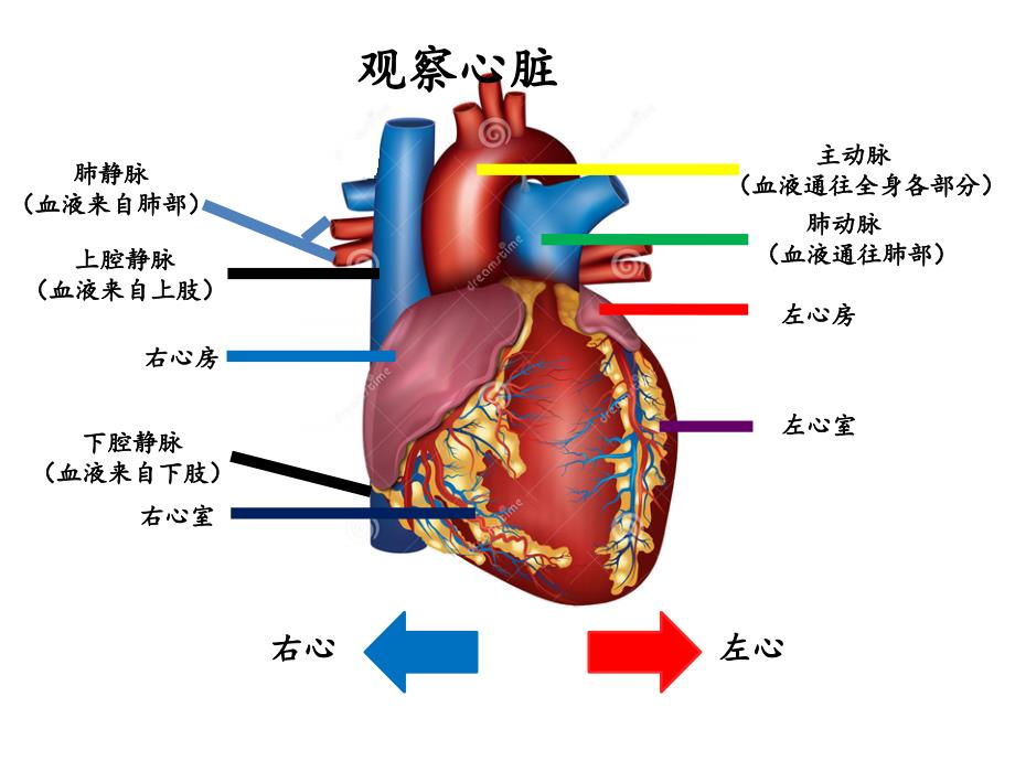 营养物质的运输-心脏_第3页