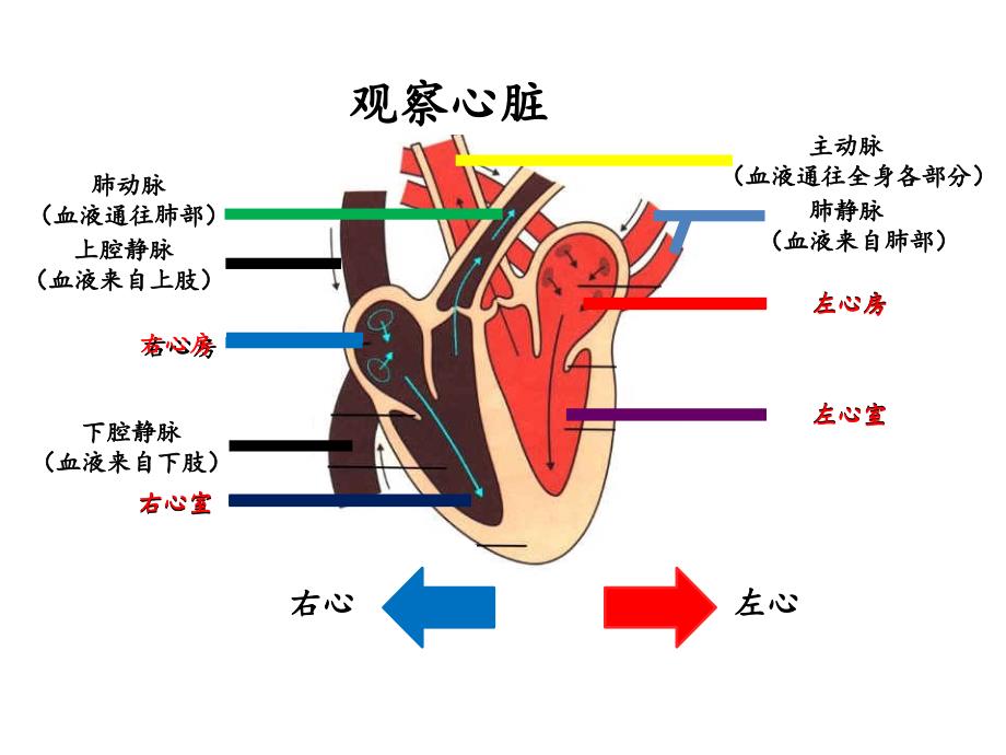 营养物质的运输-心脏_第4页