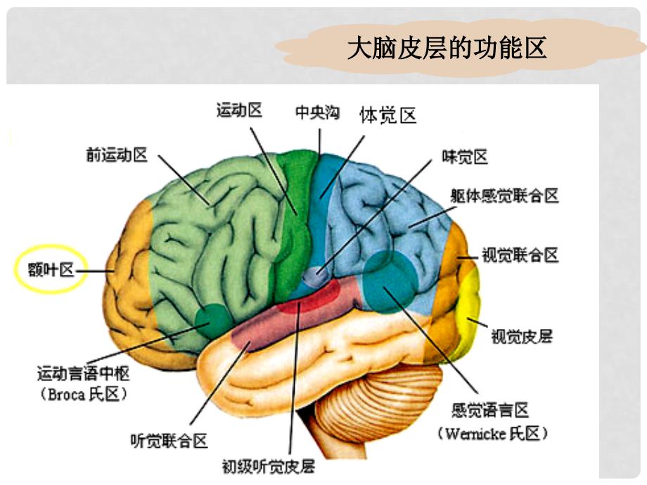 高中生物：第二章第二节神经系统的结构与功能课件第一课时浙科版必修3神经调节2_第3页