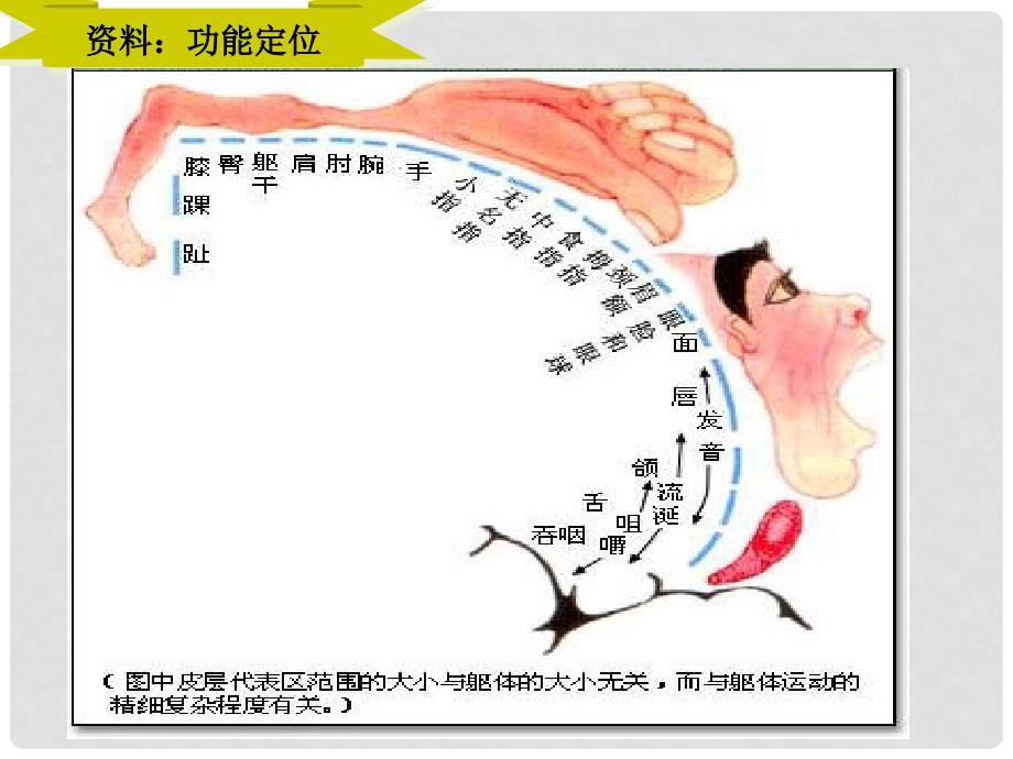 高中生物：第二章第二节神经系统的结构与功能课件第一课时浙科版必修3神经调节2_第4页