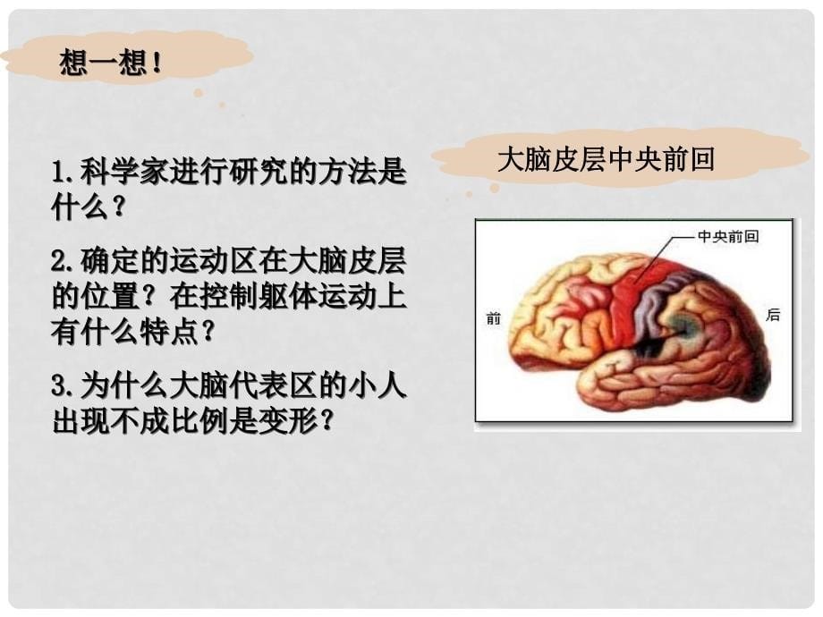 高中生物：第二章第二节神经系统的结构与功能课件第一课时浙科版必修3神经调节2_第5页