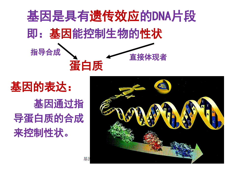 基因指导蛋白质的合成(3)课件_第2页