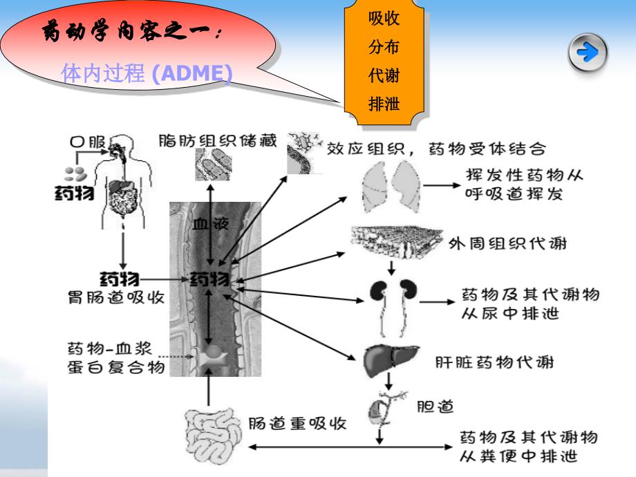 第3章.-药动学课件_第3页