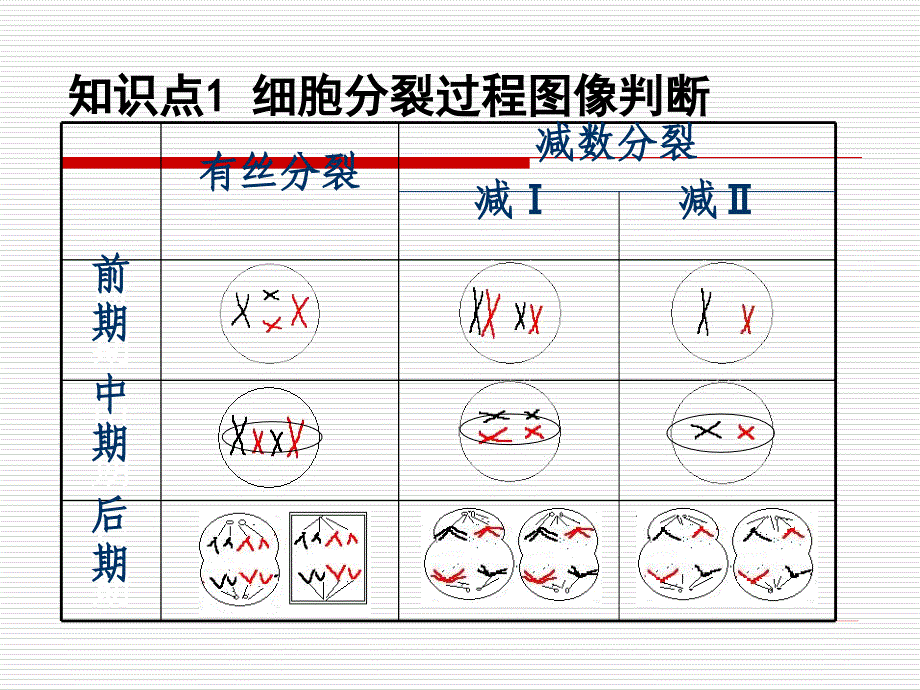 细胞增殖专题(二轮复习)_第3页