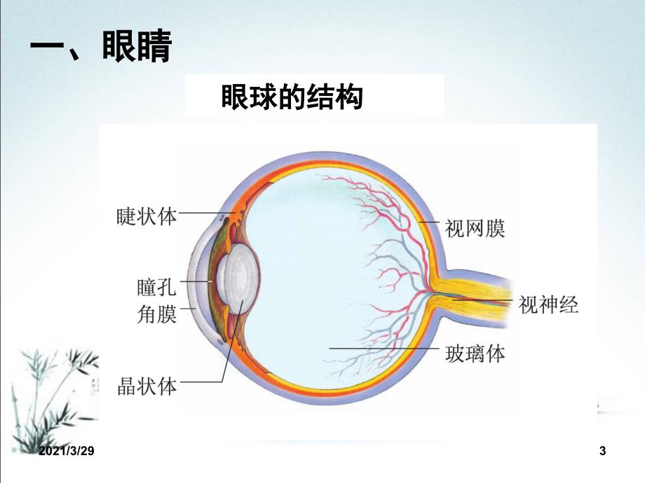 眼睛和眼镜课堂PPT_第3页