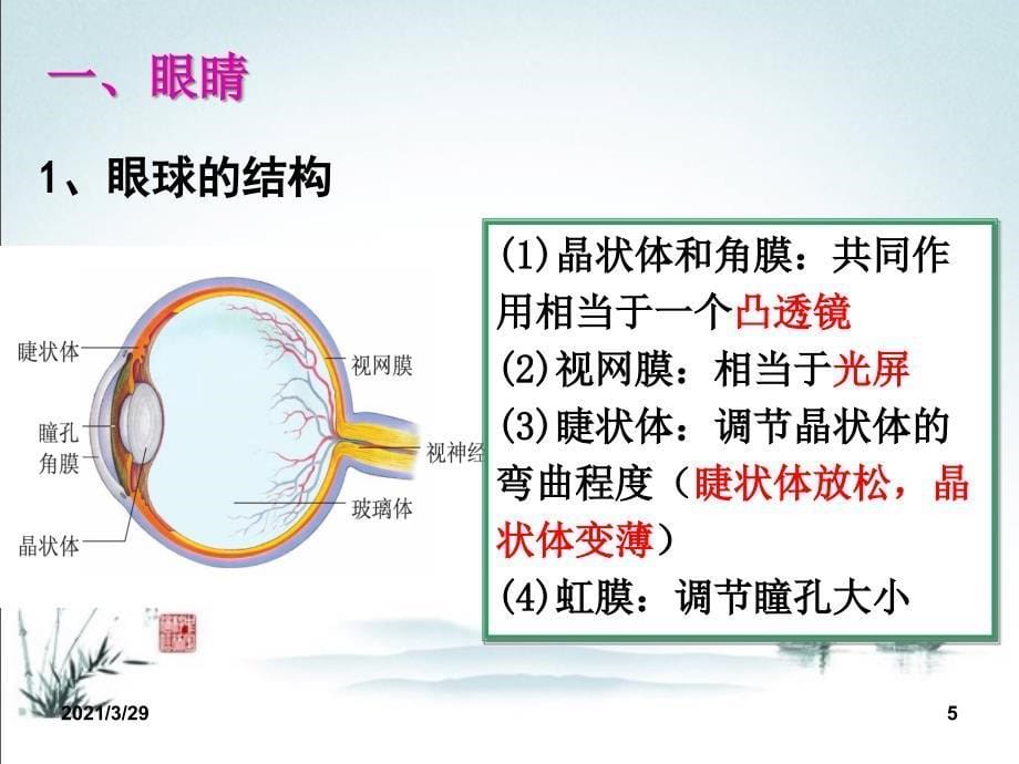 眼睛和眼镜课堂PPT_第5页