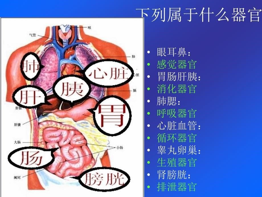 2.3.2器官和系统_第5页