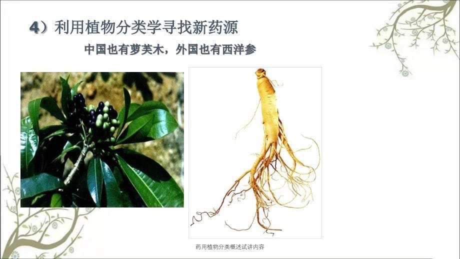 药用植物分类概述试讲内容课件_第5页