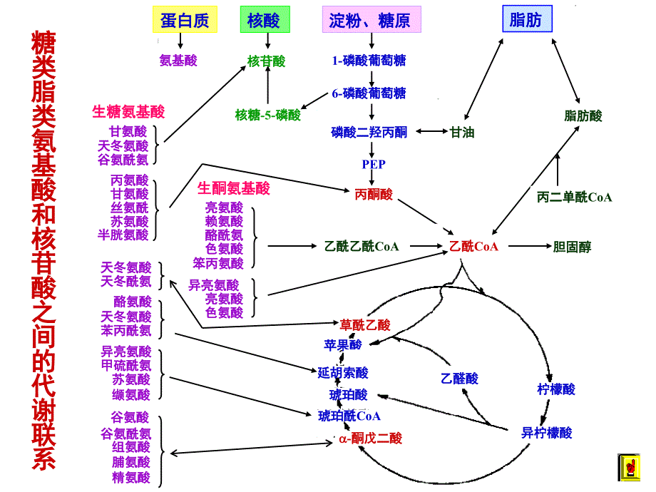 代谢调控文档资料_第4页