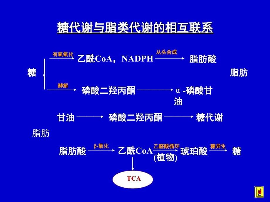 代谢调控文档资料_第5页