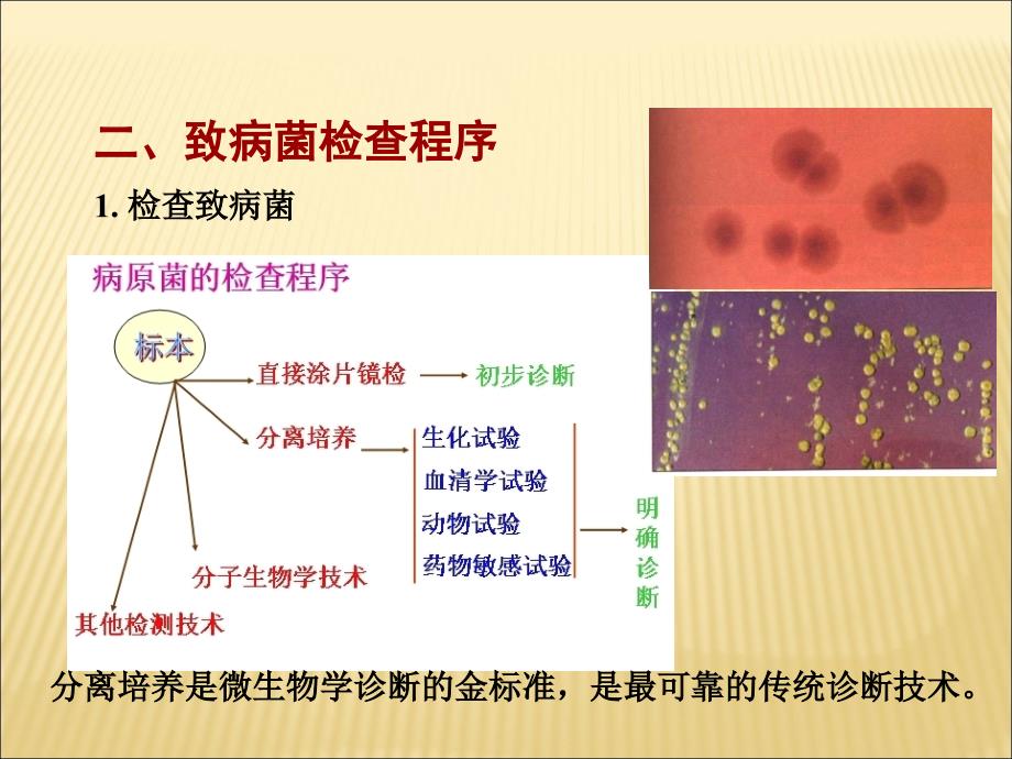 医学微生物7章_第3页