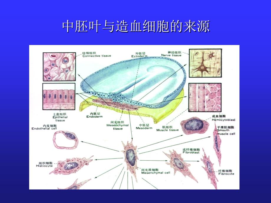 儿童造血和血象特点_第4页