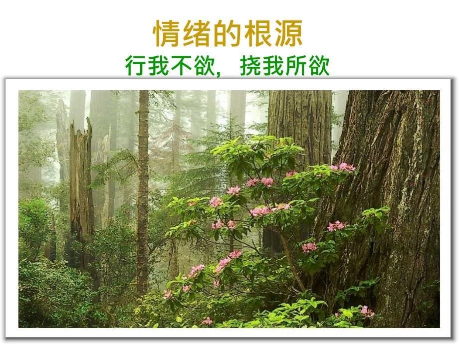 经理人压力与情绪管理培训.ppt_第5页