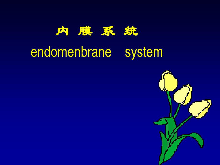 细胞生物学：内质网_第1页