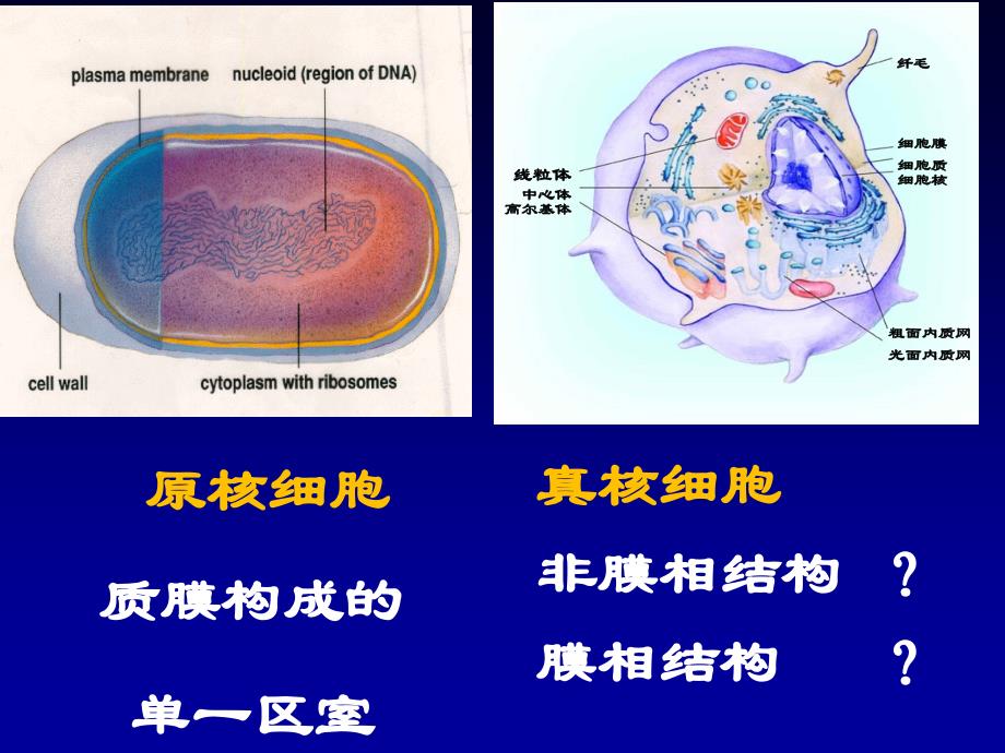 细胞生物学：内质网_第2页