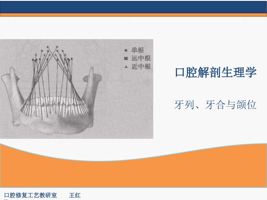 口腔解剖生理学---牙列、牙合与颌位课件_第1页