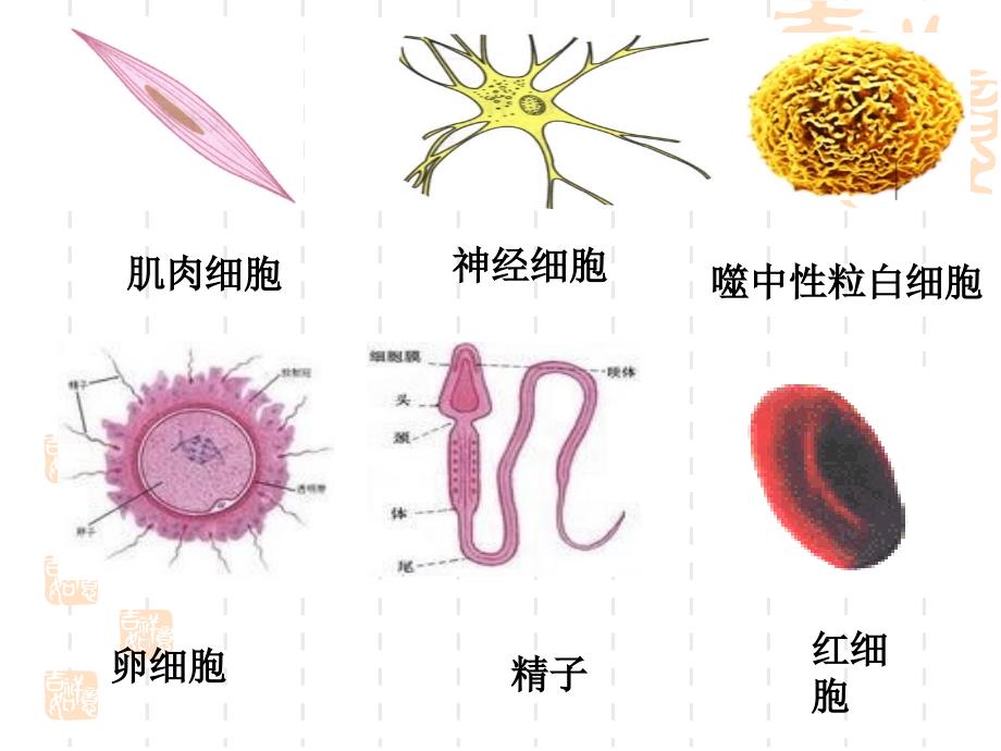 细胞的多样性和统一性课件_第2页