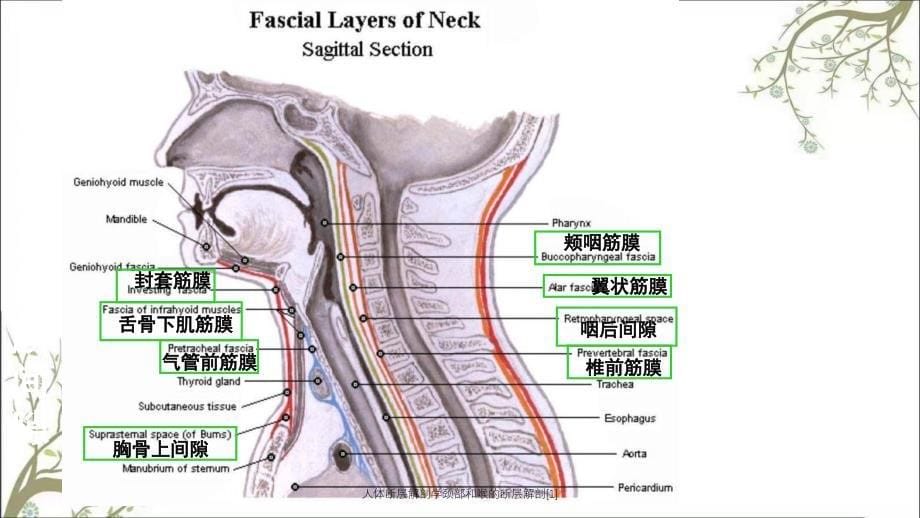 人体断层解剖学颈部和喉的断层解剖[1]_第5页