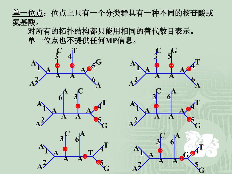 序列分析四一一分子进化系统发生分析_第4页