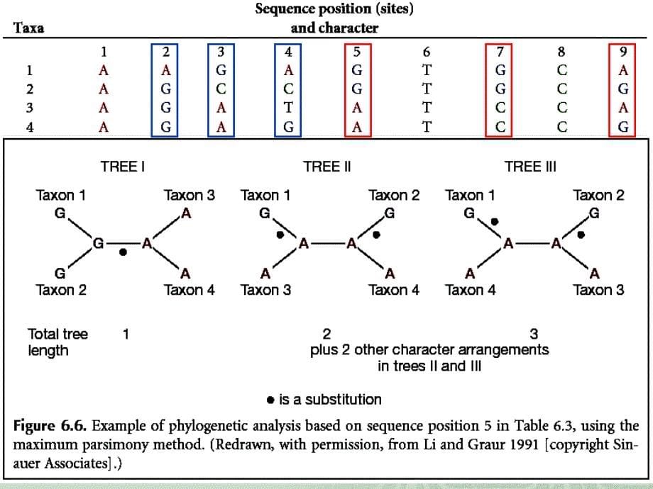 序列分析四一一分子进化系统发生分析_第5页