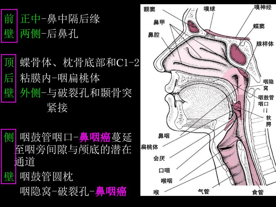 鼻咽部的CT解剖_第4页