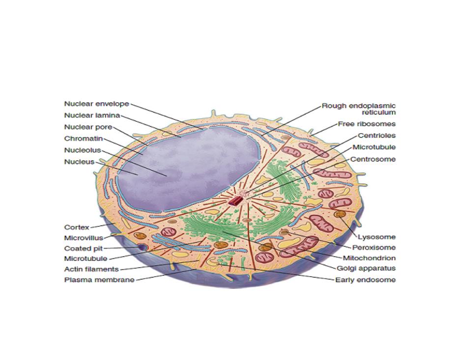 医学细胞生物学课件：5 nucleus_第2页