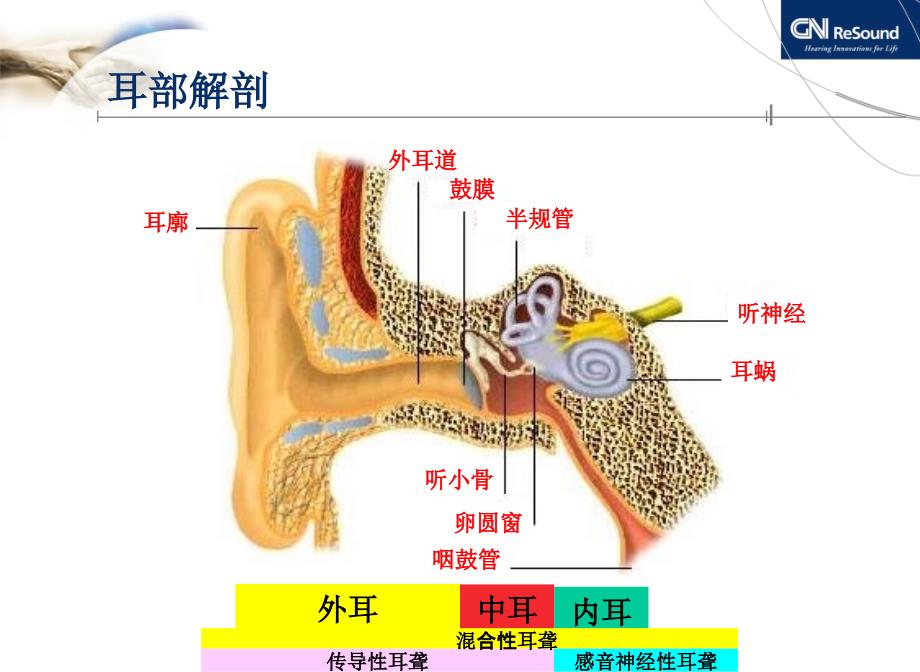 耳部解剖和耳聋听力基础知识亚洲器械城_第3页