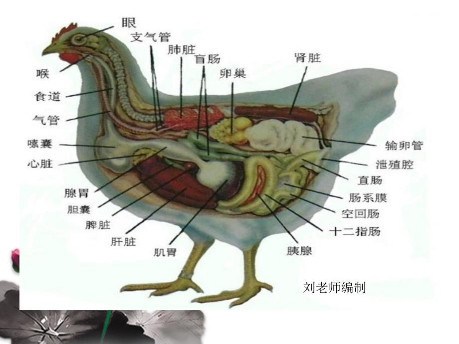 鸭禽流感治疗_第3页