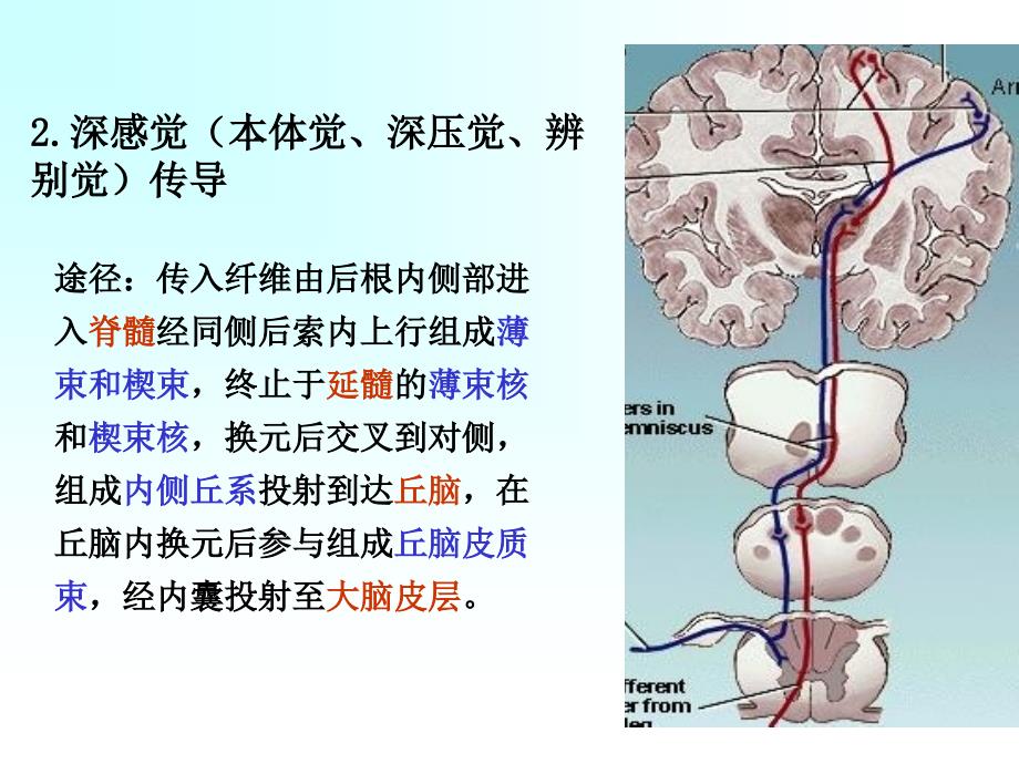 第二部分神经系统的感觉分析功能_第4页