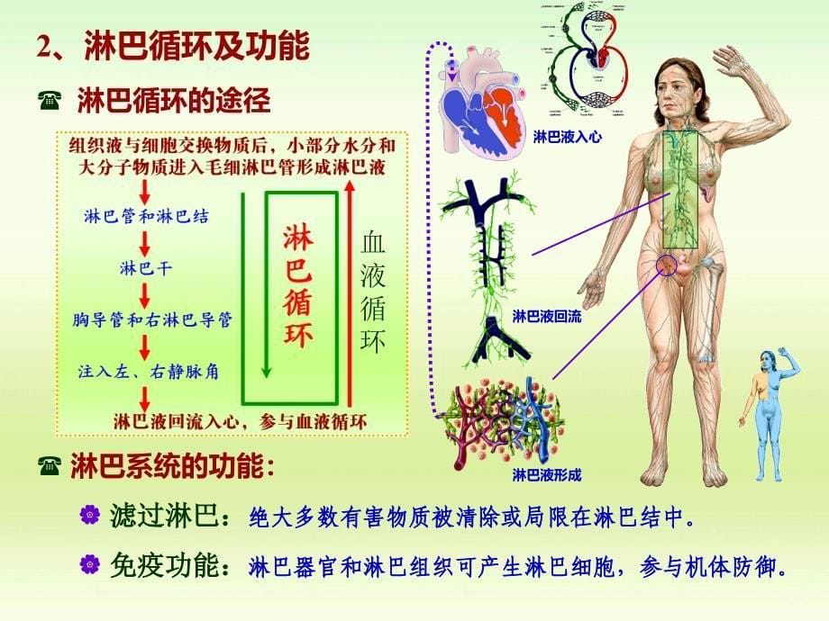 淋巴系统 ppt课件_第5页