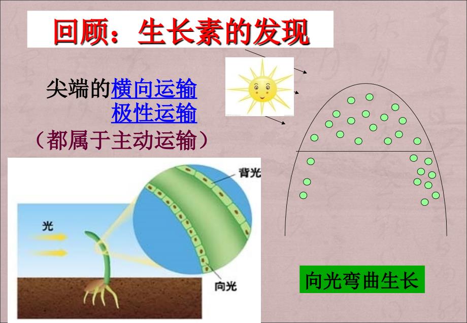 生长素的生理作用_第2页