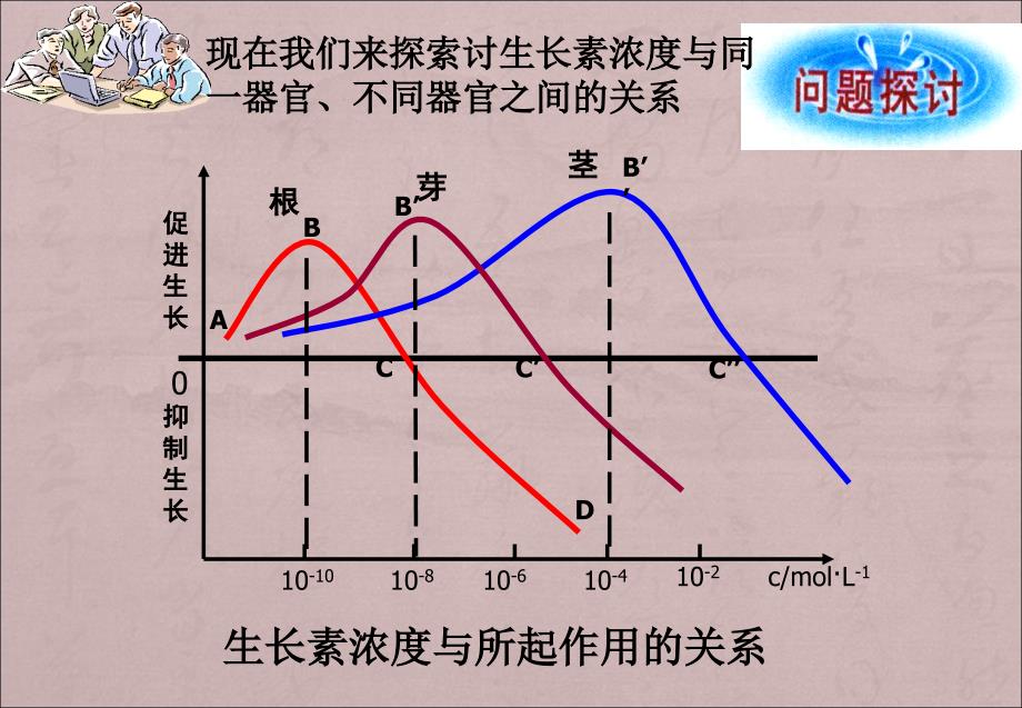 生长素的生理作用_第4页