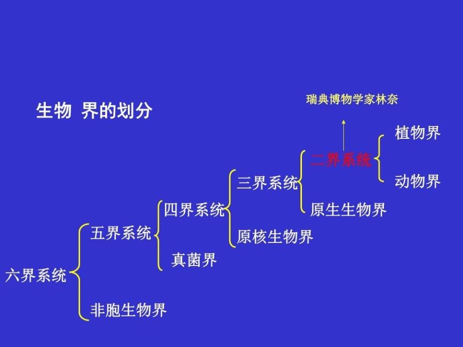 《植物分类总复习》PPT课件.ppt_第3页