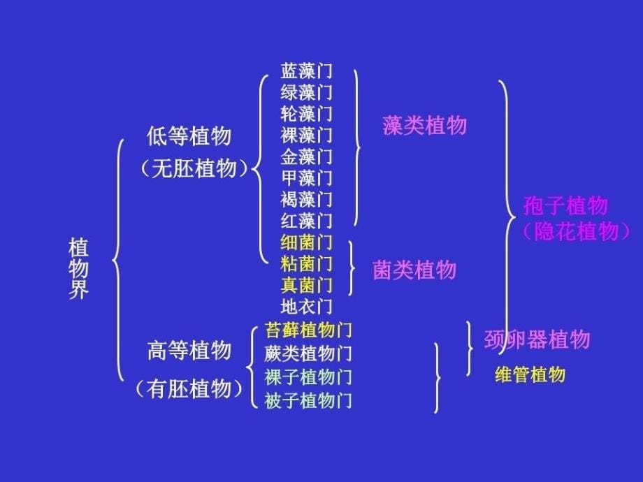 《植物分类总复习》PPT课件.ppt_第5页